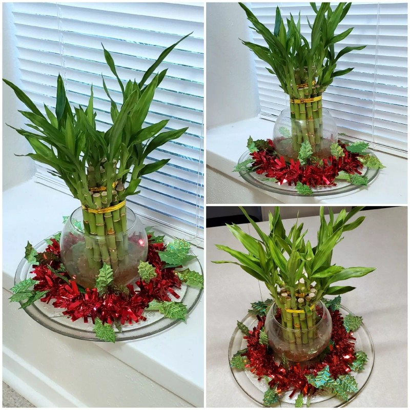 Unbranded 8" Lucky Bamboo 6 Healthy Plants, Gift, Feng Shui,