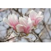 magnolia tree 3 Pack of Saucer Magnolia trees Soulangeana 6-