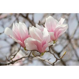 magnolia tree 3 Pack of Saucer Magnolia trees Soulangeana 6-