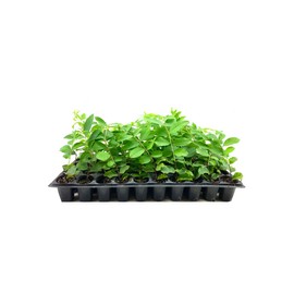 Crape Myrtle Natchez | 20 Live Plants | Lagerstroemia Indica | Beautiful Low Maintenance White Blooming Flowering Tree