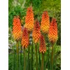 NIKA SEEDS - Flowers Red Hot Poker (Torch Lily, Kniphofia