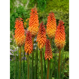 NIKA SEEDS - Flowers Red Hot Poker (Torch Lily, Kniphofia Uvaria, Tritomea) - 50 Seeds