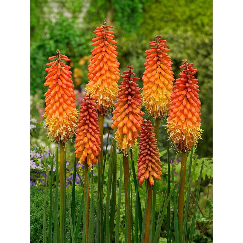 NIKA SEEDS - Flowers Red Hot Poker (Torch Lily, Kniphofia
