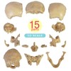 Didactic 15 Parts Anatomy Palm-Sized Human Medical Skull Model, Exploded