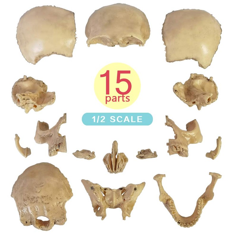 Didactic 15 Parts Anatomy Palm-Sized Human Medical Skull Model, Exploded
