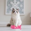 Pai Sence Winter Catnip Toys for Large Cats Adult Indoor