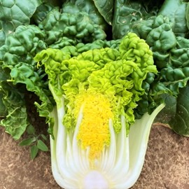 TomorrowSeeds - Golden Heart Bok Choy Seeds - 500+ Count Packet - for 2024 Yellow Green Pok Pak Choi Cantonese Cabbage White Stem USA Asian