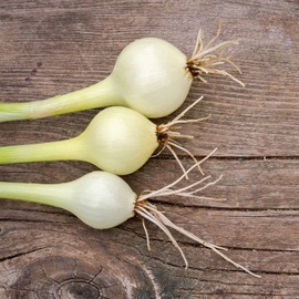 Crystal White Wax Pickling Onion Garden Seeds - 1 Lb - Non-GMO, Heirloom Vegetable Gardening Seed