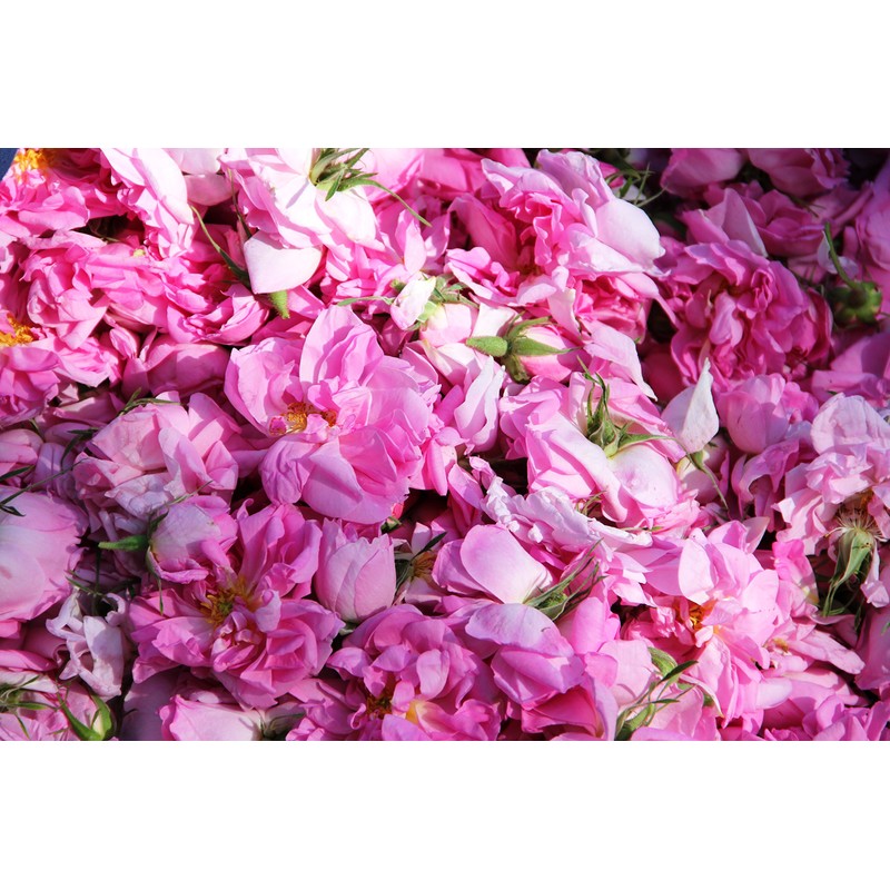 ローズ ド マラケシュ ローズ ジュレ 23g(フェイス用保湿ジェルクリーム)