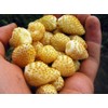 Yellow Alpine Wild Strawberry 120+ Non-GMO Seeds for Planting