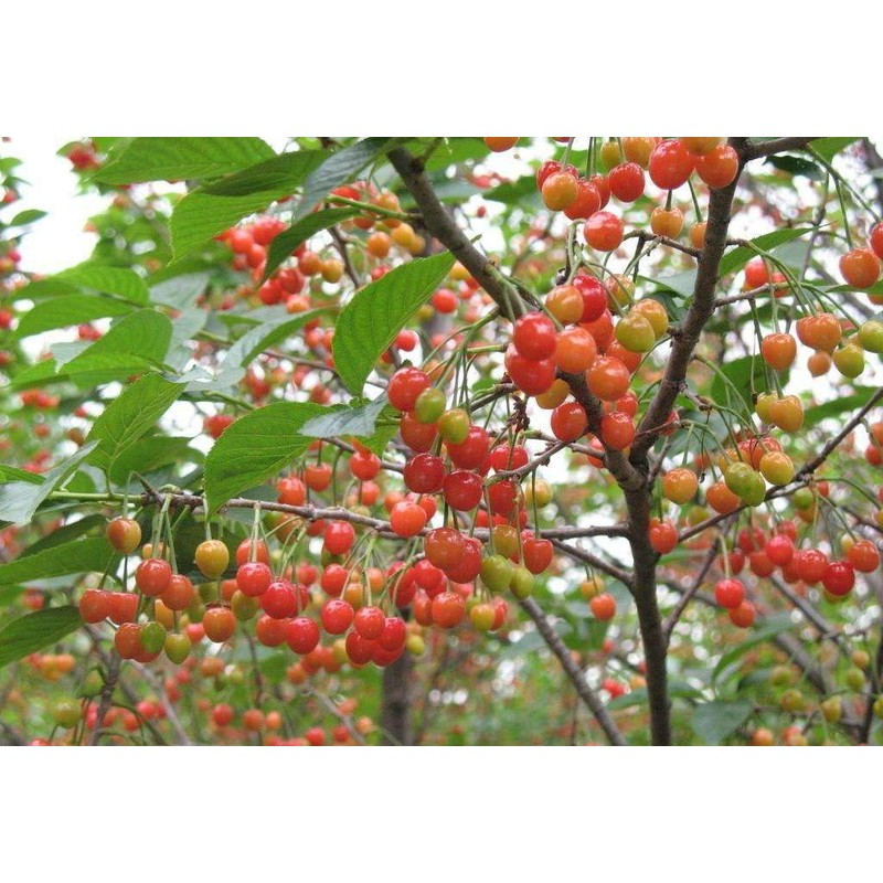 Kristin Cherry Tree Seeds - 20 Cherry Seeds - Qualityseeds4less