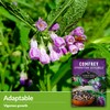 Survival Garden Seeds Comfrey Seed for Planting - 5 Packets