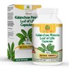 Nature Herbal Life Kalanchoe Pinnata-Leaf of Life-Cathedral Bells 750mg Vegetarian