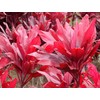 Red Hawaiian Lucky Ti Plant Logs by Makao Beach Trading