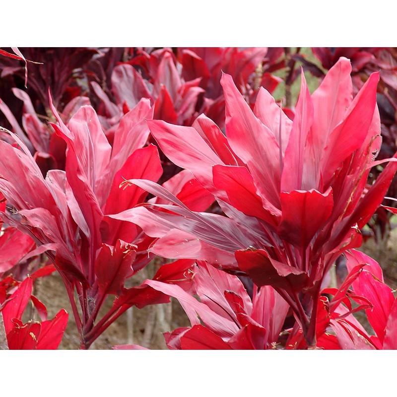 Red Hawaiian Lucky Ti Plant Logs by Makao Beach Trading