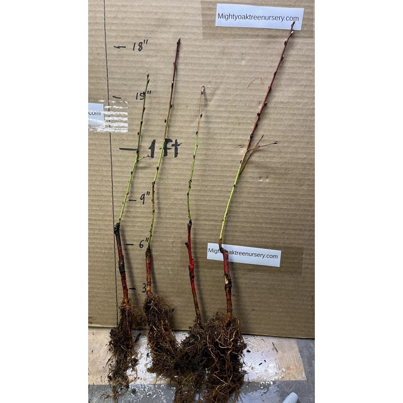 live plant Red Baron Peach Tree 6-12” tall, Fruit Tree-