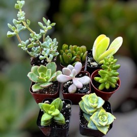 Assorted succulent Plants, 8 Packs,Fully Rooted In 2” Plant Pot, Live Succulents