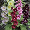 RAISE ME UP: Seeds Hollyhock Spring Mix Perennial Flowers