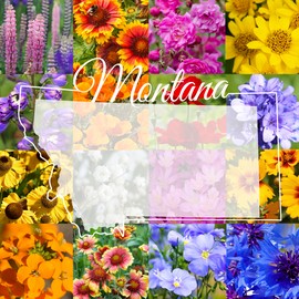 Paper Street Perennials 1/2 Pound Montana Bulk Wildflower Seed Mix 1/2lb Covers 1,600sq-ft