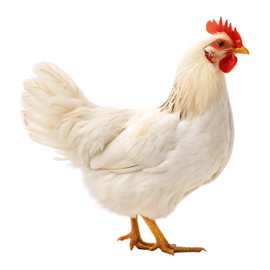 GRAZDesign Wall Sticker Chicken White Sticker - Kitchen & Living Room Decoration Chicken Design Wall Sticker - 31 x 30 cm