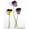Viola, Edible,"Grandma’s Johnny Jump Ups" - Heirloom