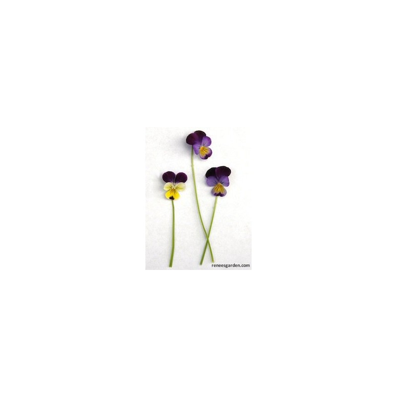 Viola, Edible,"Grandma’s Johnny Jump Ups" - Heirloom