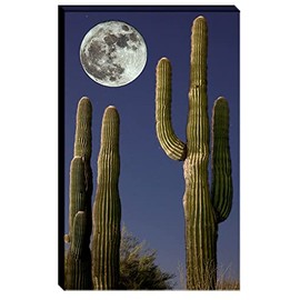 Bob Estrin Handmade Wall Art Decor Canvas Photograph of Large Full Moon over Saguaro Cactus in Desert Night Time Landscape. Ready to Hang.