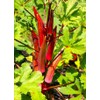 Okra Red 20+ Seeds for Planting Non-GMO Gumbo Lady's Finger
