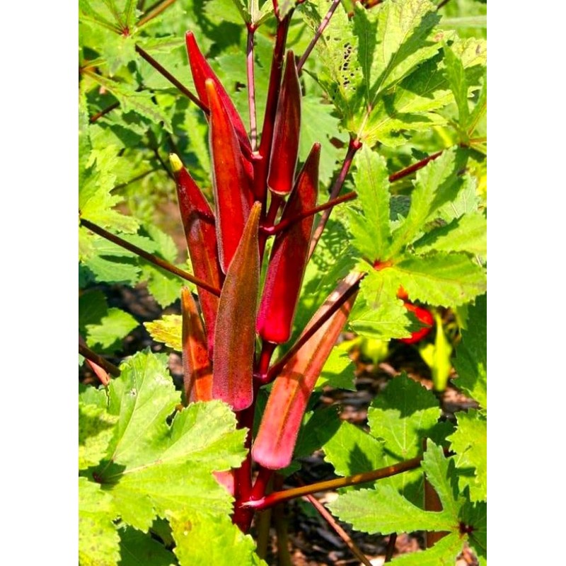 Okra Red 20+ Seeds for Planting Non-GMO Gumbo Lady's Finger