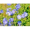 Little Seeds Store 1000+CHICORY Flower Seed Organic Natural Herbal Tea