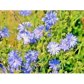 Little Seeds Store 1000+CHICORY Flower Seed Organic Natural Herbal Tea Coffeeweed Edible Wildflower