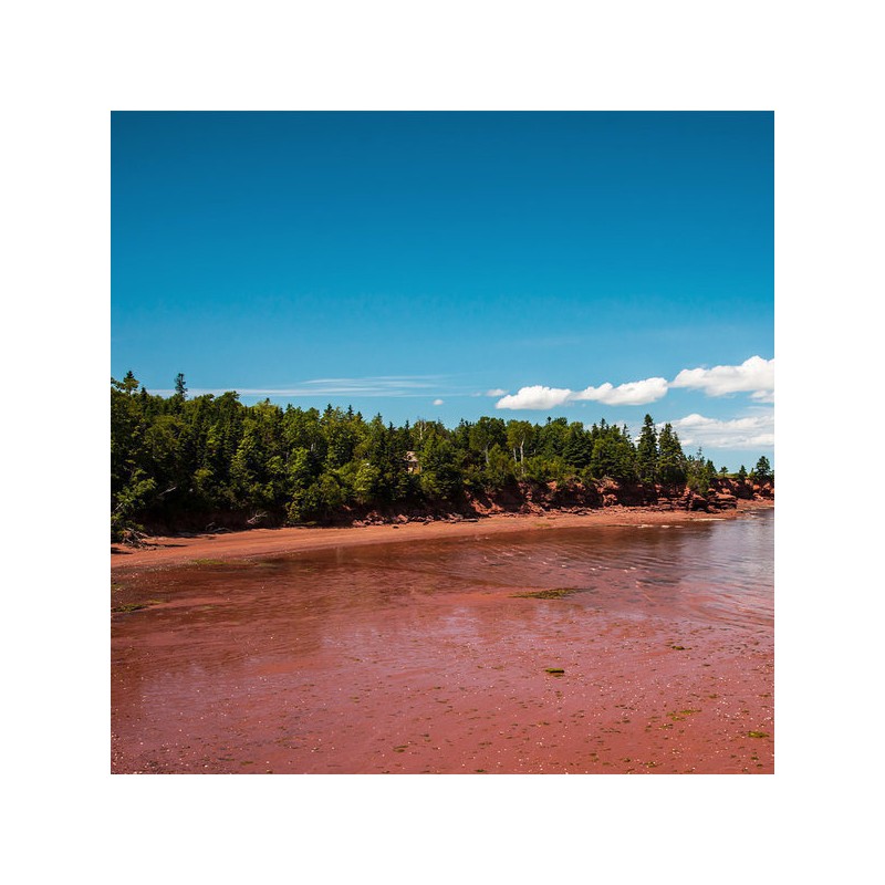 Haematococcus powder Astaxanthin highly concentrated extract powder 500g/3 units /