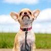 Short Dog Leash 15” Heavy Duty Nylon Traffic Leash with