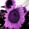 100 Pcs Rare Purple Sunflower Seeds Beautiful Flower for Planting