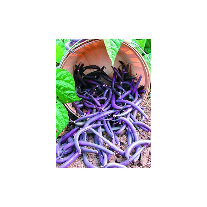 ROYAL BURGUNDY BUSH BEANS! GREAT COLOR &TASTE! 30 SEEDS! COMBINED