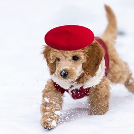 Dog Cat Beret Wool Hat Cute Dog Ear Muffs Cap Headband Pet French Beret Cap for Cat Christmas Costume Hair Accessory Photo Props(Red,One Size)