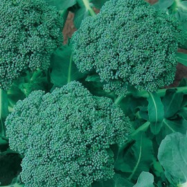 Green Sprouting Calabrese Broccoli Seeds - 1 LB ~144,000 Seeds - Non-GMO, Heirloom, Open Pollinated - Vegetable Gardening, Micro Greens & Sprouting