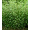 Large Fargesia 'Rufa' Sunset Glow Bamboo 3'-4' Size Plant.