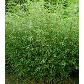 Large Fargesia 'Rufa' Sunset Glow Bamboo 3'-4' Size Plant.