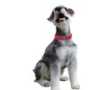 THAIN Dog Collar, Basic, 5 Holes, Adjustable, Stylish, Cute, Dog