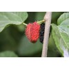 Mulberry 25 Mulberry SEEDS Morus Rubra TX USA Fruit Tree