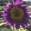 100 Pcs Rare Purple Sunflower Seeds Beautiful Flower for Planting