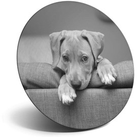 Destination Vinyl ltd Magnet for Refrigerator, Fridge BW - Cheeky Jack Russell Cute Puppy Pet for Office, Cabinet and Whiteboard, Magnetic Stickers, 37181