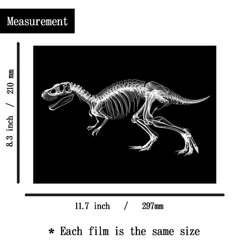 Animal X-Ray Set, Educational Science Kit, Light Table Accessory for