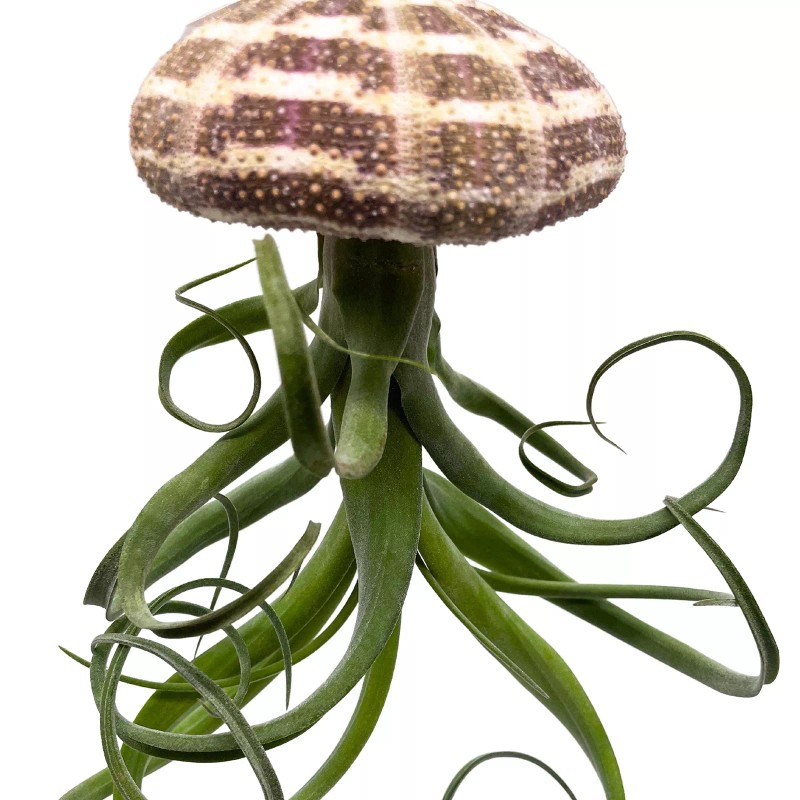Florida House Plants Large Tillandsia Jellyfish, Big Hanging air Plant