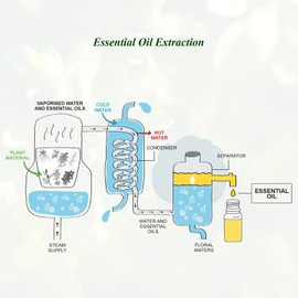 Marjoram Essential Oil Mumianhua Pure Marjoram Oil Essential Oil Therapeutic Grade Marjoram Aromatherapy Oil for Diffuser, Message, Skin, Hair 100ml with Dropper