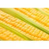 Golden Bantam Sweet Corn Seeds