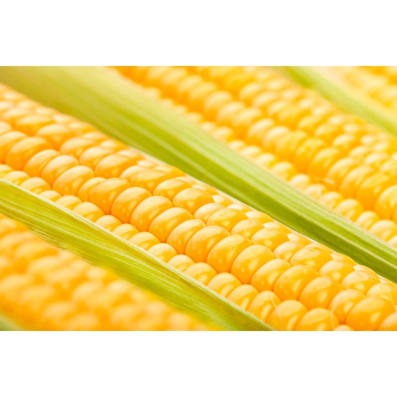 Golden Bantam Sweet Corn Seeds