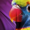 Bird Flag - Large Funny Flag - Double-Sided Print -