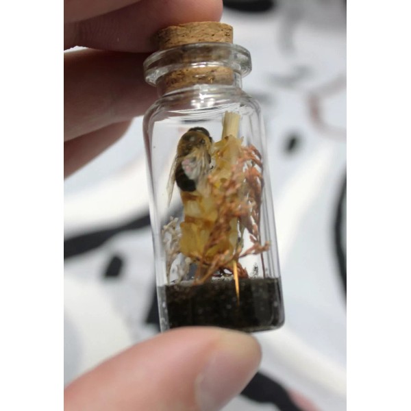 Exquisite Drone Bee & Honeycomb Bottle, Perfect for Classroom or